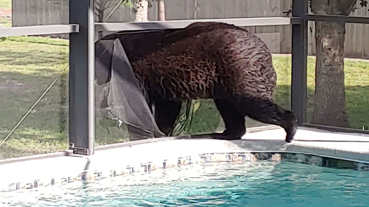 A Golden Gate Estates homeowner has been spotting an unusual guest cooling off inside her swimming pool on hot days