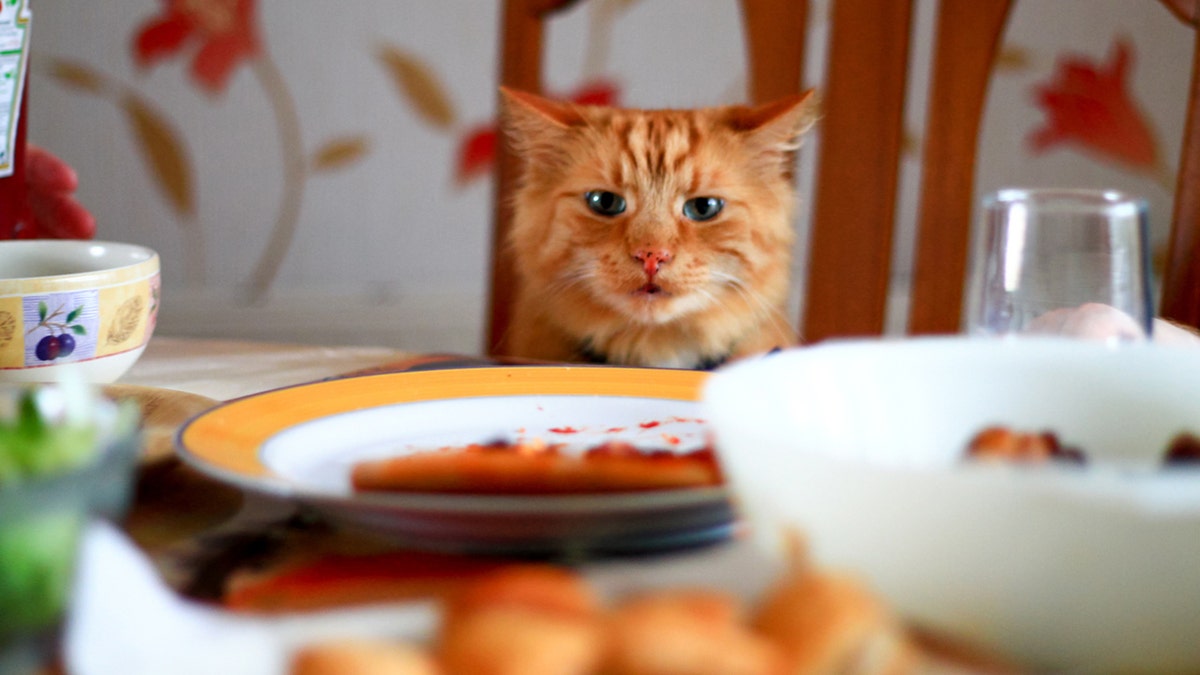 Fancy Feast has released a free cookbook for humans online, inspired by its new line of single-serve cat food entrees. (iStock)