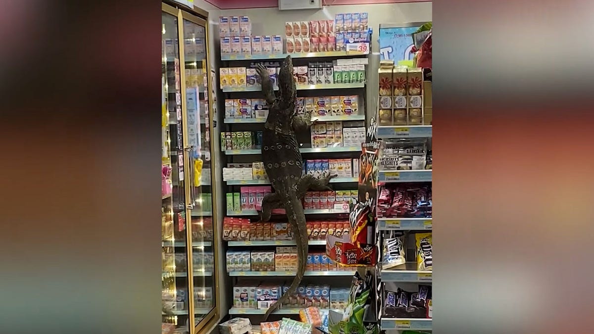 Monitor lizard in 7-Eleven