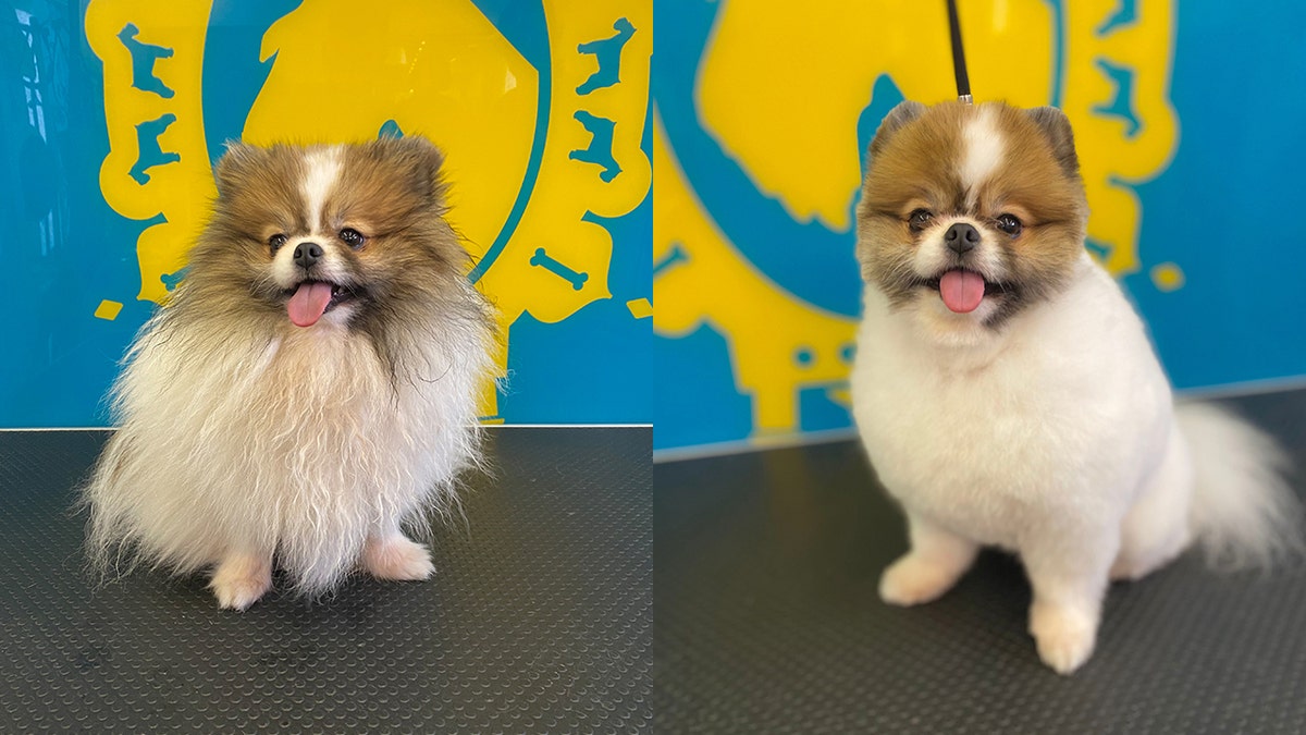 Pomeranian best sale getting haircut