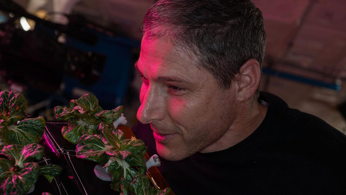 NASA astronauts grow leafy greens for longest stint on ISS Fox News