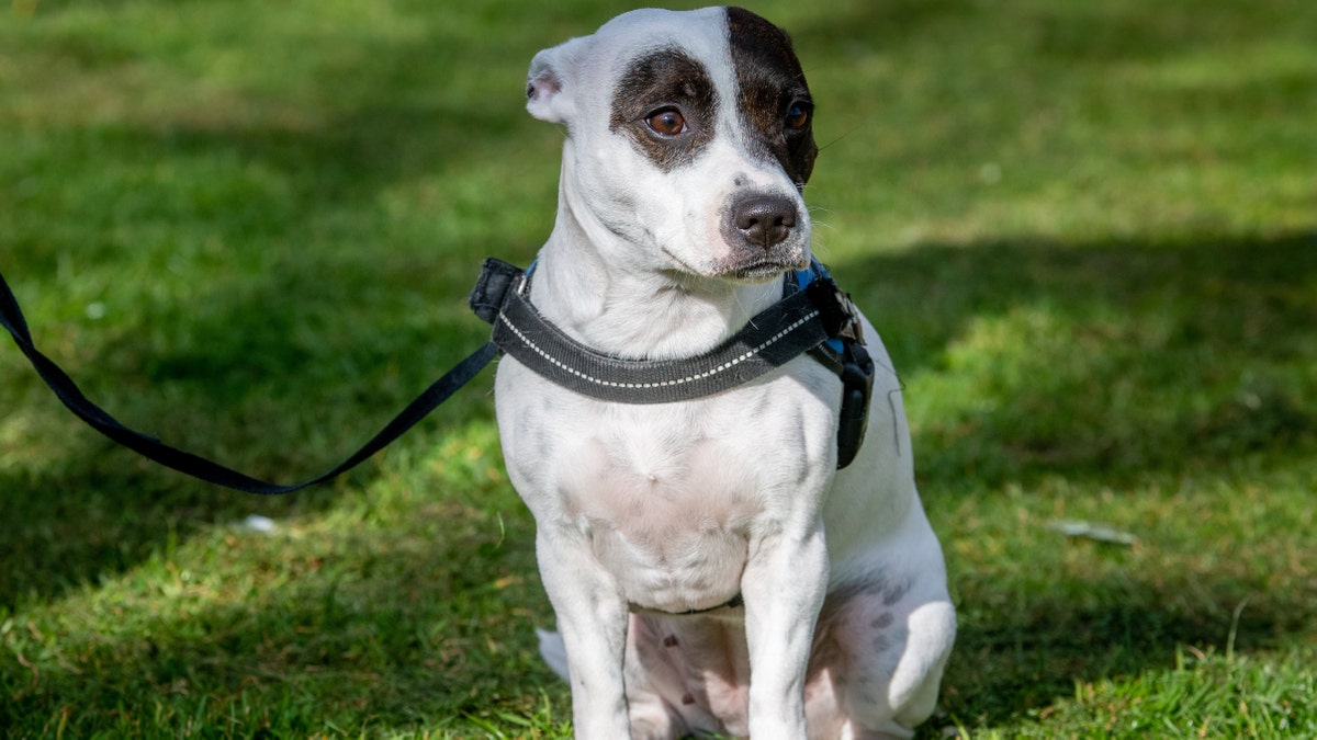 "Star is my little lifesaver," Edmondson said. "Without her I wouldn’t be here."