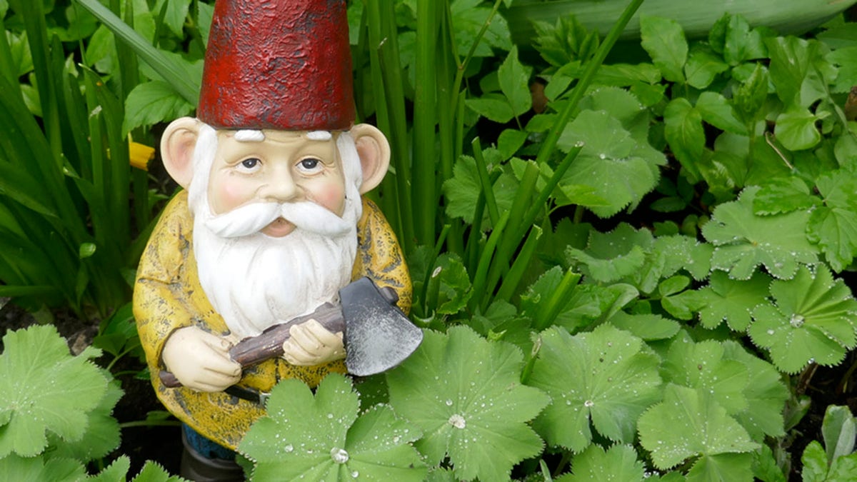 Garden gnome, with a red hat and an ax in his hand, is standing in the flowerbed between Lady's Mantle (Alchemilla) and Daffodils (Narcissus)