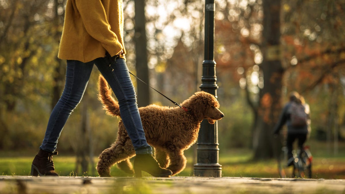 Walking time in the park for red poodle and its owner