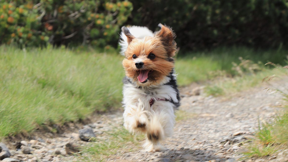 Wonderful Biewer Terrier in run position with tongue out and smile on his face. Pure joy of movement. Tiny devil show us his speed and ability power. Outdoor activities. Race between dogs. Cute puppy