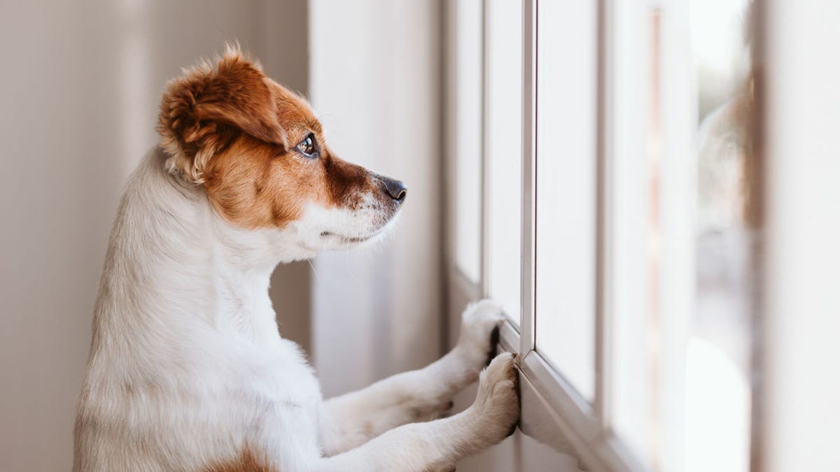 cute small dog standing on two legs and looking away by the window searching or waiting for his owner. Pets indoors