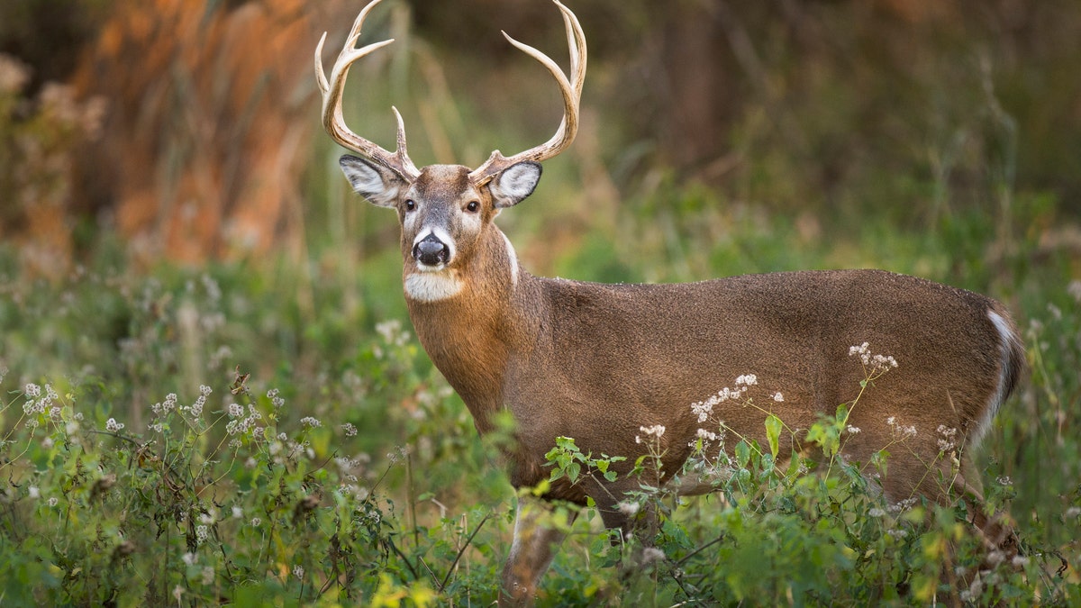 10 of Pennsylvania’s 23 wildlife management units (WMUs) had two weeks of concurrent buck and doe hunting last year.