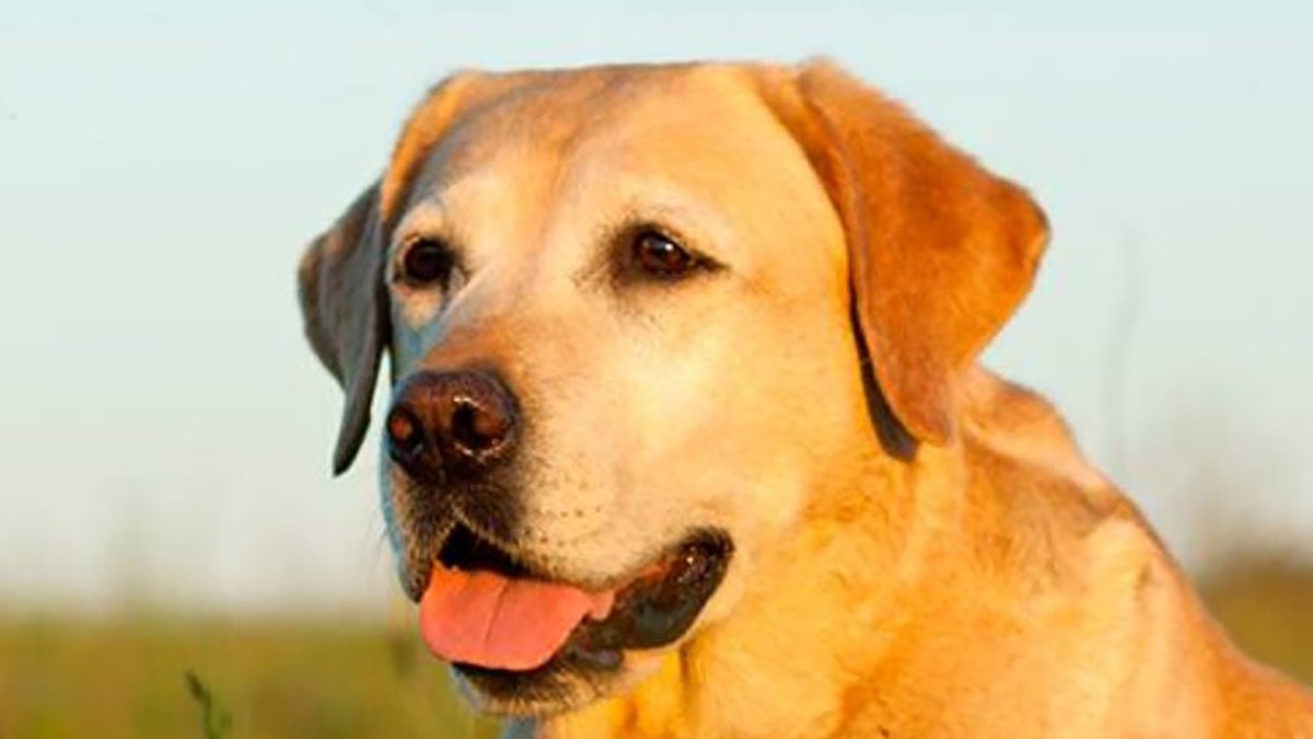 Labrador dog