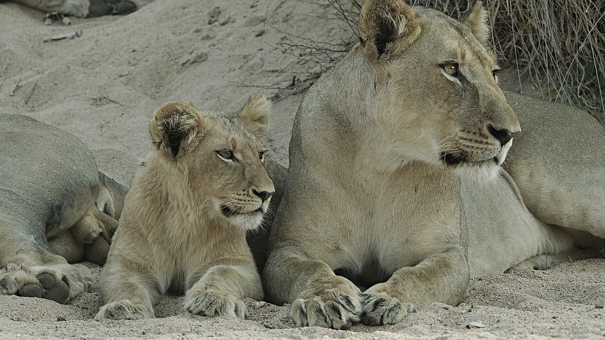 lions snuggling