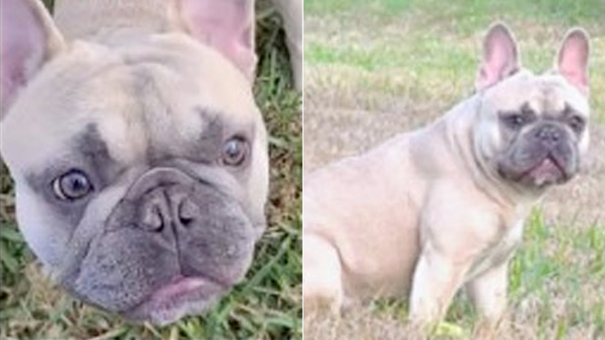 Photos show bulldog stolen at gunpoint in Hiawassee, Florida (Orange County Sheriff's Office)
