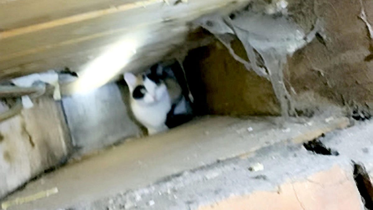Cat stuck behind wall England