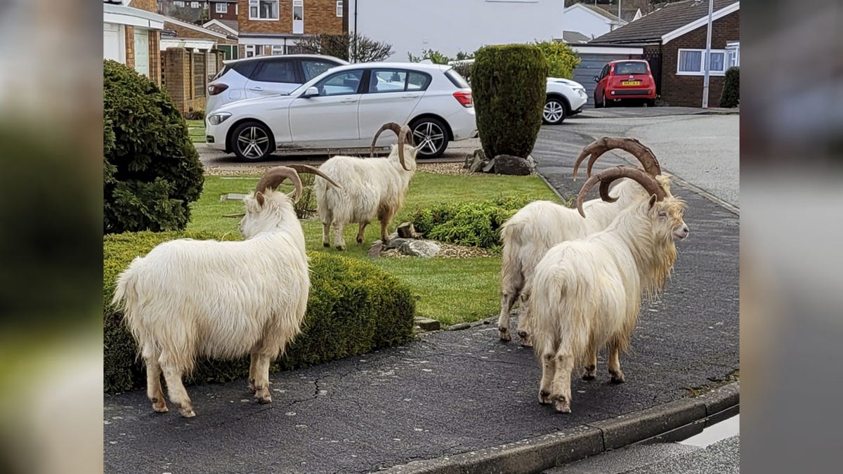Goats in North Wales 1