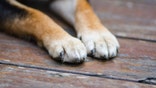 More than a dozen dogs in Washington state have tested positive for COVID-19 antibodies, indicating they were once exposed SARS-CoV-2, the virus that causes a COVID-19 infection in humans.