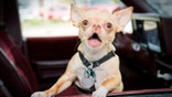Barking Chihuahua guarding his owner's vehicle. (Diamond'lypse)