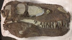 Fossil site may prove tyrannosaurs lived in packs