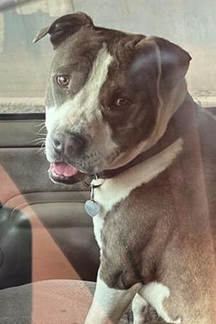 Pit bull gets AWARD for heroic act