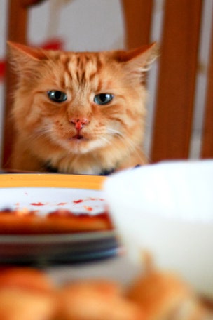 Cookbook based on CAT FOOD