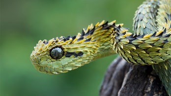 San Diego Zoo worker bitten by venomous snake with no antivenom