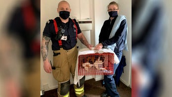 New homeowner discovers previous owners' cat living in walls