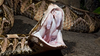 Man charged with trafficking 'highly venomous' snakes out of Georgia home