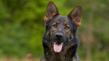Ex-police dog's serious reaction to word 'cocaine' rocks TikTok