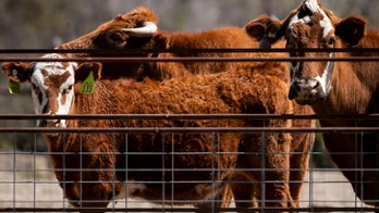 Bearded Butcher attributes cattle mutilation to 'extraterrestrial activity'