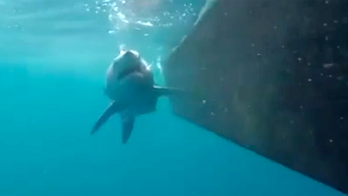 Shark attacks boat off North Carolina's Outer Banks