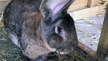 World’s longest rabbit stolen from former Playboy model: police