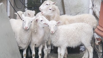 Brooklyn homeowner calls 911 after finding flock of sheep in backyard