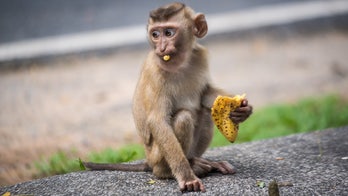 Kentucky family surprised by extended visit from baby monkey