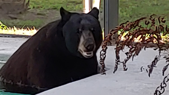 Bear takes dip in Florida pool after busting through screen