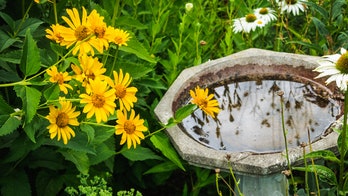 Wild songbirds behind multi-state salmonella outbreak, CDC says