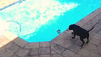 Dog rescues another dog from drowning in pool