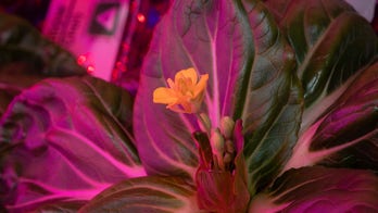 NASA astronauts grow leafy greens for longest stint on ISS