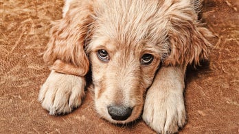 Dog's begging routine makes the pet a viral star