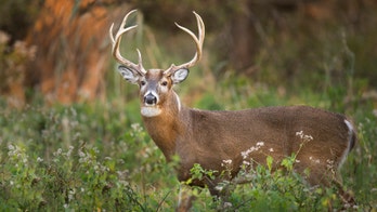 Pennsylvania approves 2-week deer hunting season, bans rifles from turkey hunts
