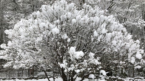 NY could see up to 6 inches of snow as mid-Atlantic hit with severe weather