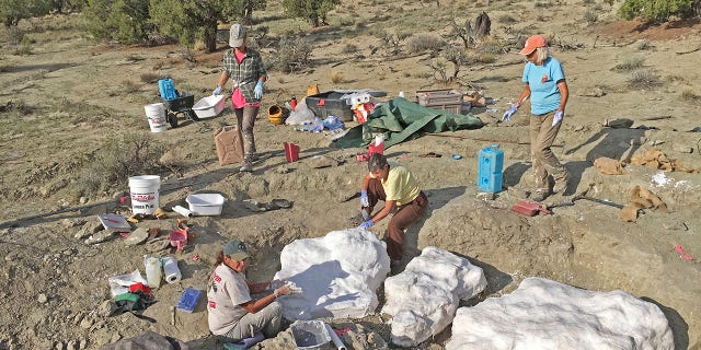 In this photo provided by the Bureau of Land Management, researchers prepare fossils to be airlifted from the Rainbows and Unicorns Quarry on Grand Staircase-Escalante National Monument to the Paria River District paleontology lab in Kanab, Utah, on Sept. 4, 2018. Ferocious tyrannosaur dinosaurs may not have been solitary predators as long envisioned, but more like social carnivores such as wolves, new research unveiled Monday, April 19, 2021, found. (Dr. Alan Titus/Bureau of Land Management via AP)