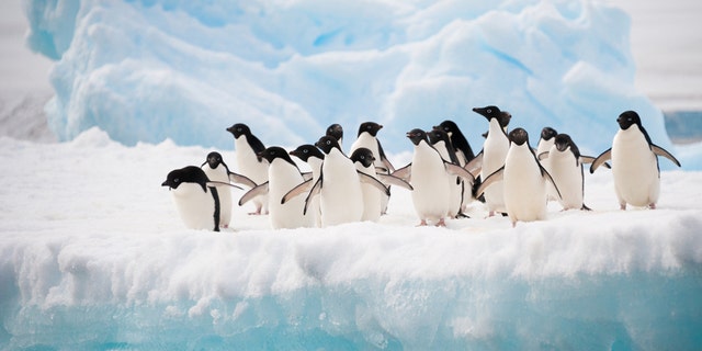 Atlas Ocean Voyages is offering couples the chance to get married on an Antarctica cruise next February.