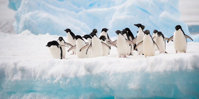 Atlas Ocean Voyages is offering couples the chance to get married on an Antarctica cruise next February.