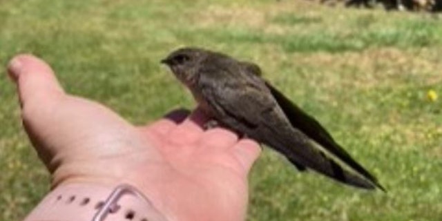 After the birds were safely removed, the County Animal Services determined the birds were swifts.