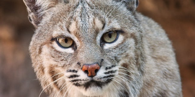 bobcat
