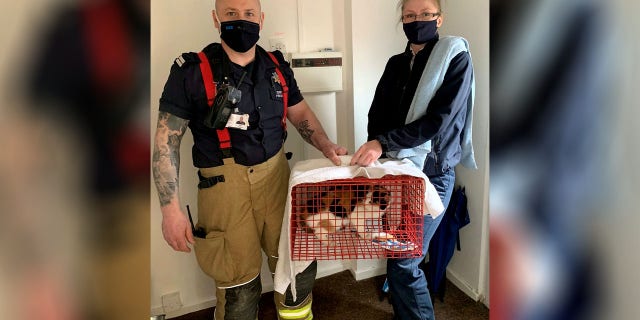 It’s believed that Molly had crawled through a waste pipe in the kitchen and was unable to find a way out from the house’s walls.