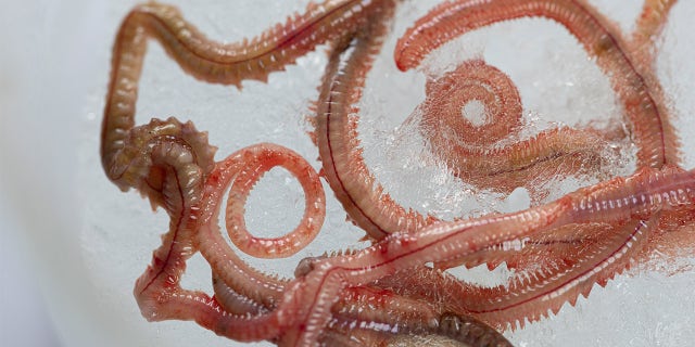 A mere year after U.S. beaches started reopening post-lockdown, a biblical plague of biting creatures called clamworms has invaded the South Carolina coastline, prompting scientists to issue an advisory to beachgoers.