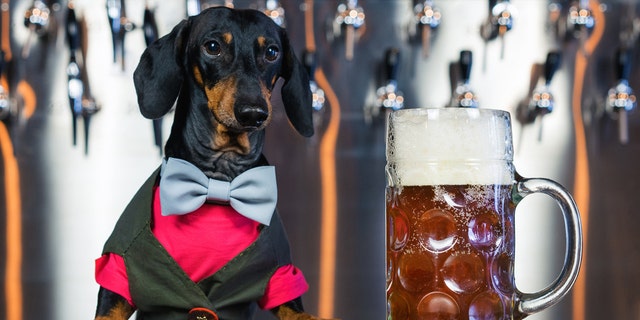 Busch Beer is launching a contest to find a "Chief Tasting Officer" for its dog-friendly Dog Brew. (iStock)