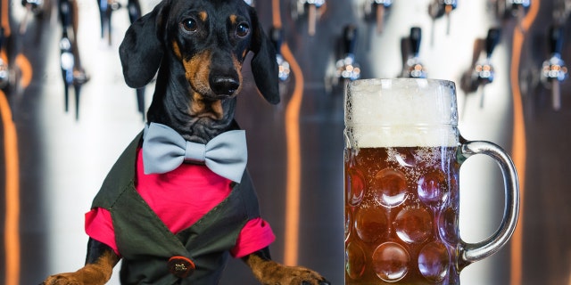 Busch Beer Launches a Contest to Find Files