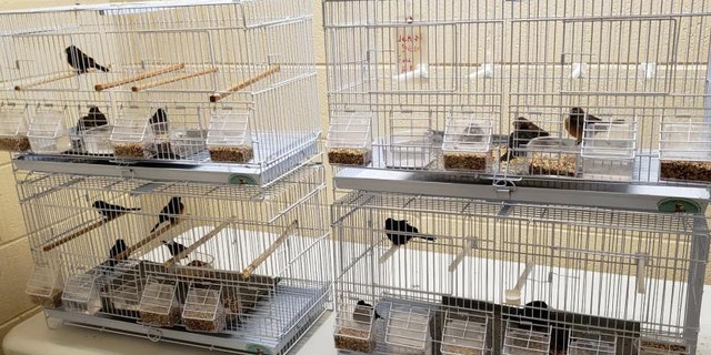 Under the advisement of the U.S. Fish and Wildlife Services, CBP officials seized and quarantined the birds before handing them off to USDA Veterinary Services.