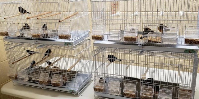 Under the advisement of the U.S. Fish and Wildlife Services, CBP officials seized and quarantined the birds before handing them off to USDA Veterinary Services.