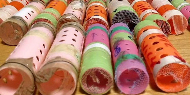 During a secondary search of the man's luggage, CBP officers found the finches "concealed in hair rollers."