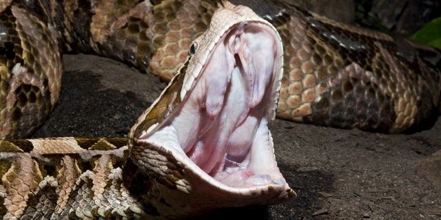 Rance shipped 15 Gaboon vipers, like these, in a package, the Justice Department says.